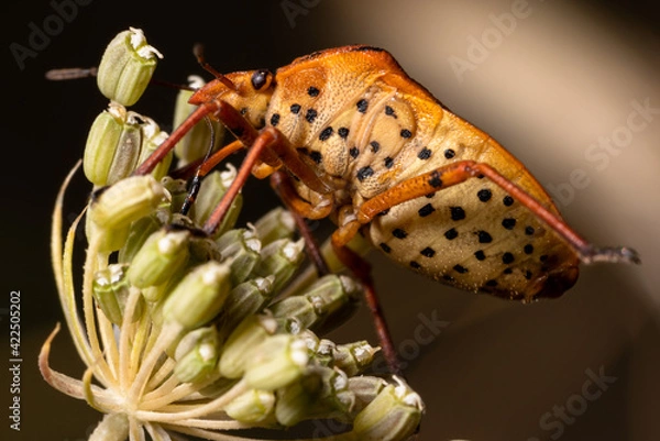Obraz Small insect climbing on flower