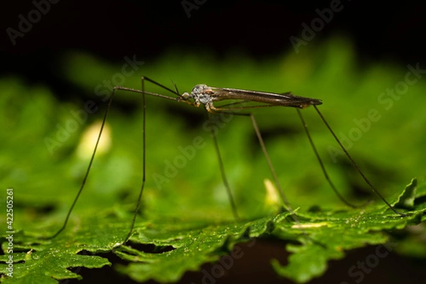 Obraz Tall and thin spider