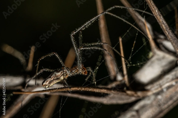 Obraz Spider creating web