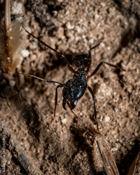 Obraz Ant Close up Macro Portrait