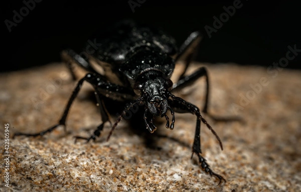 Obraz Black insect Macto Shot