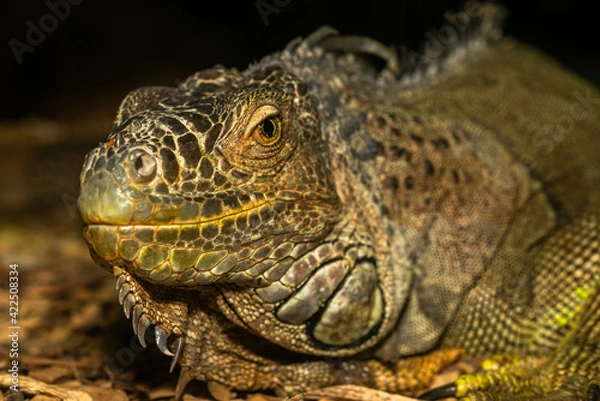 Obraz Iguana close up macro portrait