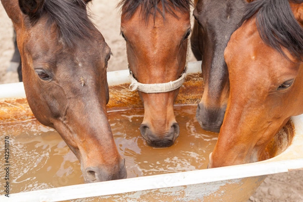 Fototapeta close-up of a horse drinking water from a trough