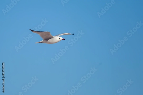 Obraz Seagull flying on clear blue sky. Birds and freedom concept