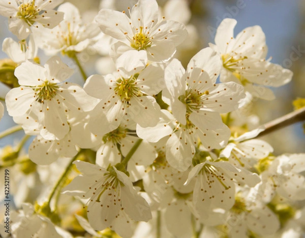 Obraz Blooming branch of sweet cherry tree. Spring cherry blossom in garden, soft focus. White fruit flowers on blurred background. Natural backgrounds.