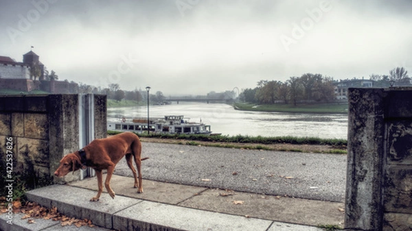 Fototapeta Accidentally in photo, dog fits the view
