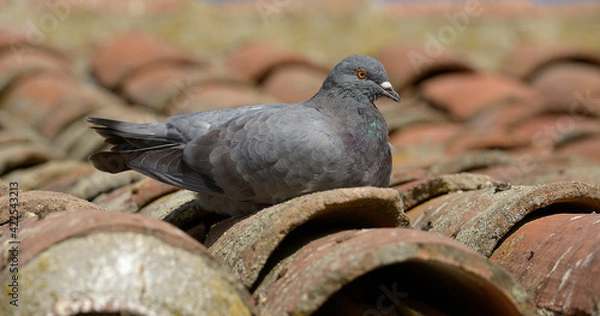 Obraz 

Pigeon lying on a tile roof