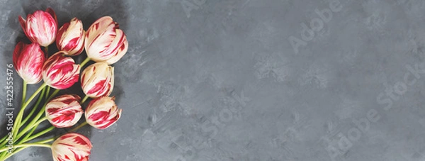 Obraz Bouquet of red and white tulips on grey background. Mother's day, Valentines Day, Birthday celebration. Banner