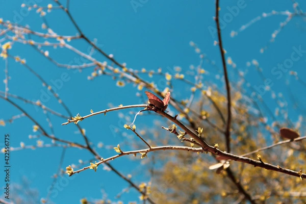 Obraz butterfly on branch 