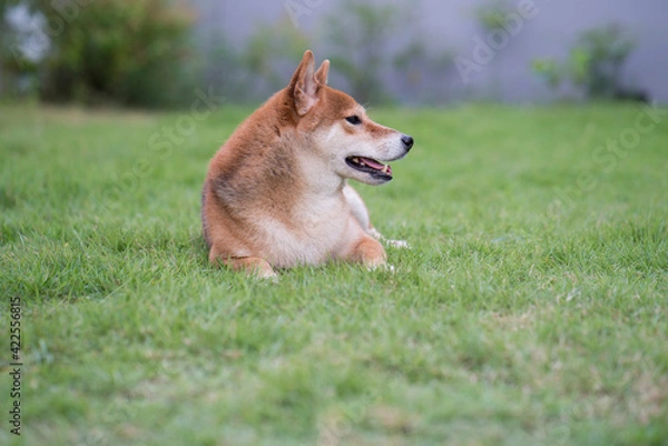 Obraz The Shiba Inu is sitting on a green lawn with a gray wall. Japanese dog in garden.