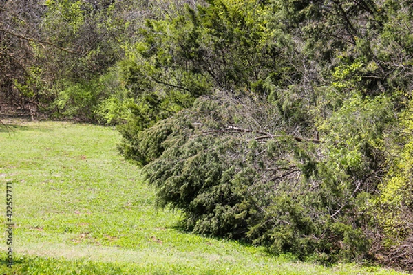 Obraz grass in the field