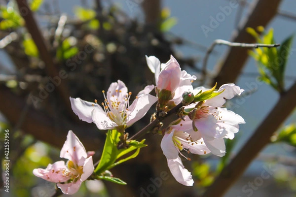 Obraz tree blossom