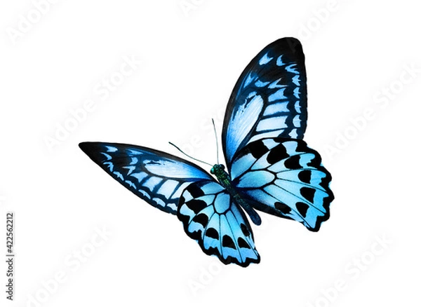 Obraz Color monarch butterfly , isolated on the white background