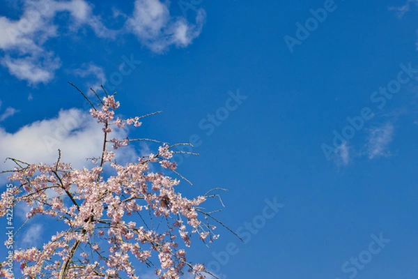 Obraz 桜　cherryblossoms