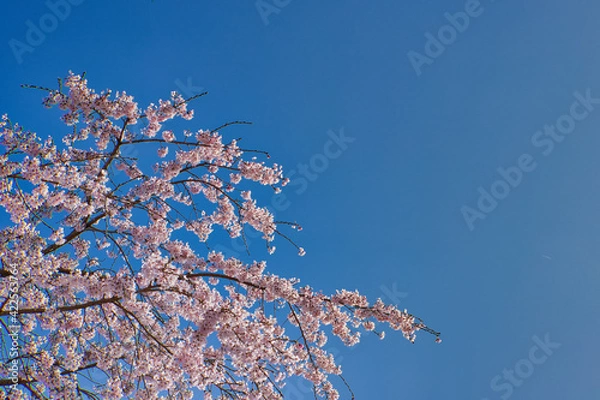 Obraz 桜　cherryblossoms