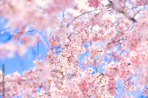 Fototapeta 桜　cherryblossom