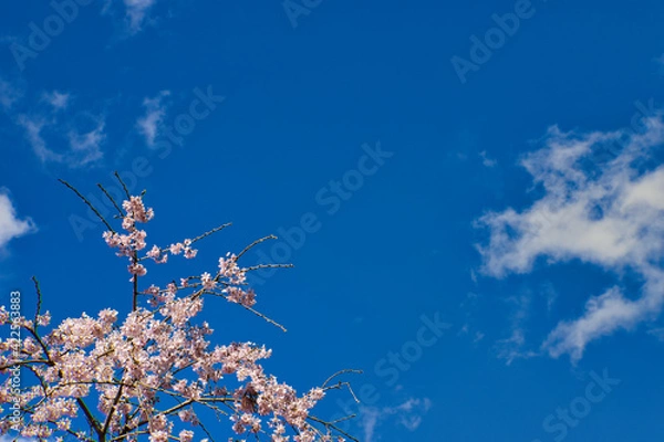 Obraz 桜　cherryblossoms