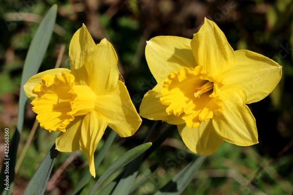 Fototapeta Two yellow daffodil flowers