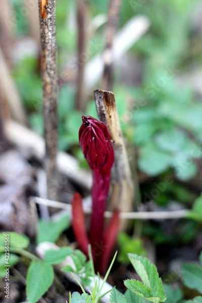 Fototapeta Isolated red blooming bourgeon