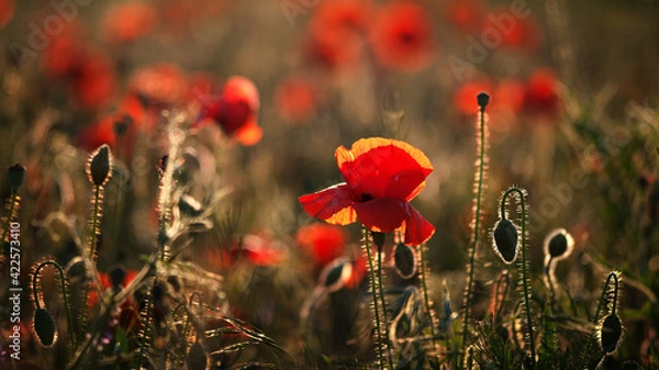 Obraz red poppy field