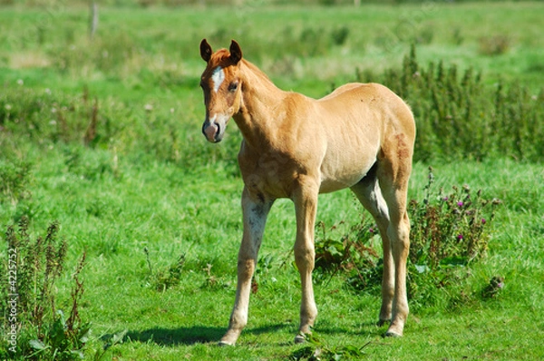 Obraz Fohlen auf einer Wiese