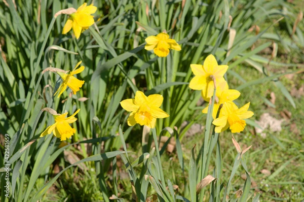 Fototapeta Blooming yellow crocuses in a strip in spring