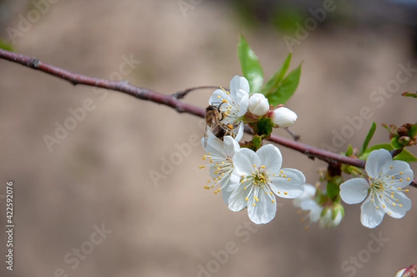 Fototapeta Spring. Bees collects nectar (pollen) from the white flowers of a flowering cherry on a blurred background of nature, a banner for the site. Panorama. Blurred space for text. Skinali.