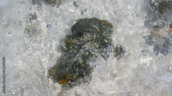 Obraz urchin on the beach