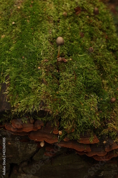 Obraz moss on the tree