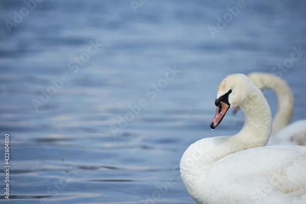 Obraz Young swan portrait