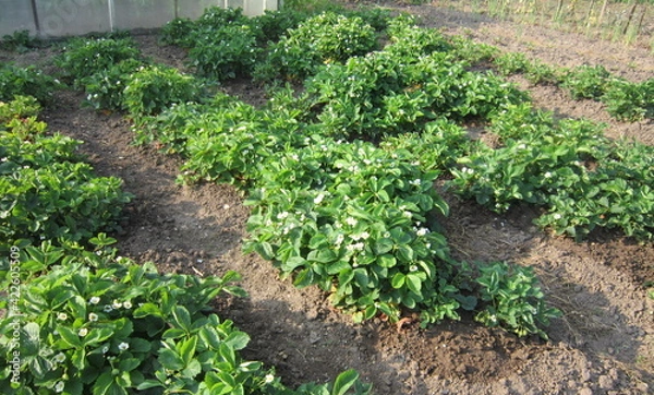 Fototapeta strawberry beds