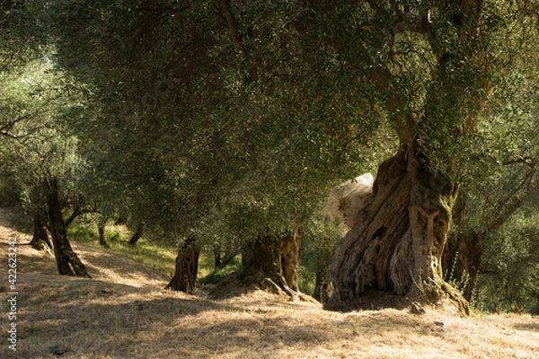 Fototapeta Old olive trees