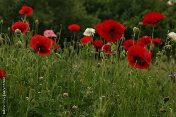 Fototapeta Poppies