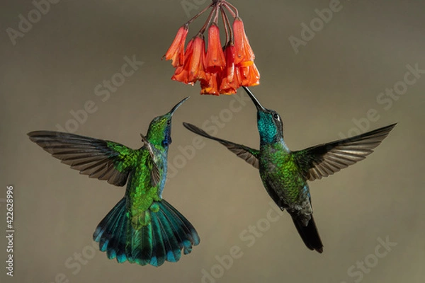 Obraz fluttering hummingbirds under a flower