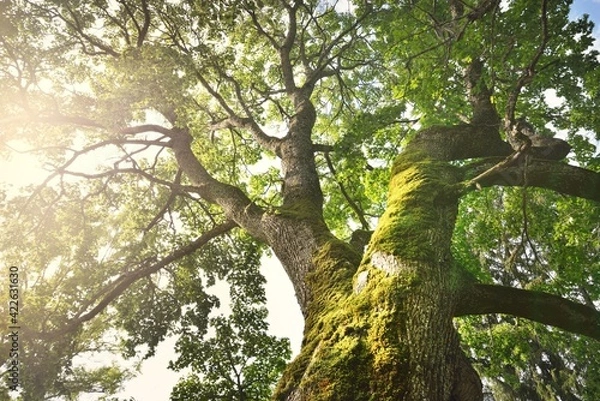 Obraz Mighty deciduous tree, close-up, low angle view. Wood, moss texture, green leaves. Soft sunlight, sunbeams. Idyllic summer landscape. Pure nature, environment, ecology