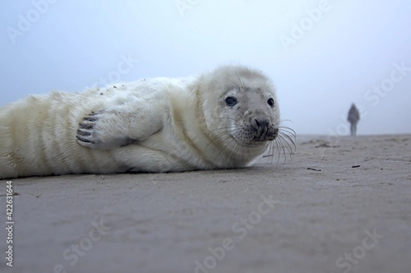 Fototapeta Puppy of ringed seal relaxing on the Baltic sea beach