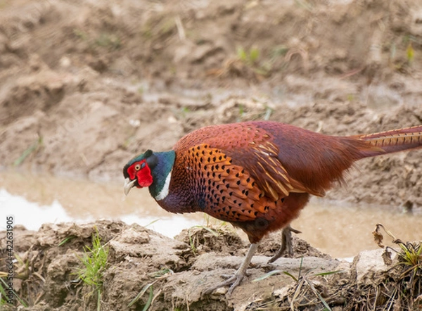 Fototapeta A wild male pheasant (Phasianus colchicus) in a plowed field 