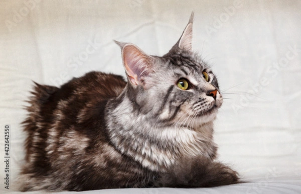 Obraz Maine Coon Cat