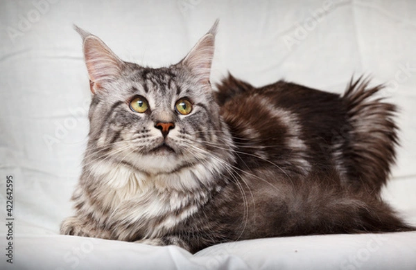 Obraz Maine Coon Cat