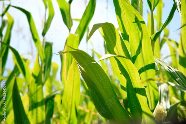 Obraz Corn leaves