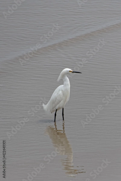 Fototapeta Aigrette neigeuse : Egretta thuya en Guyane française