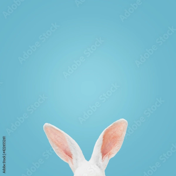 Fototapeta White rabbit ears on a light blue background with copy space. Easter minimalism.