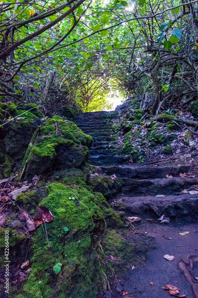 Fototapeta Stairway to Heaven in the middle of the Jungle, Road to Hana, Maui, Hawaii