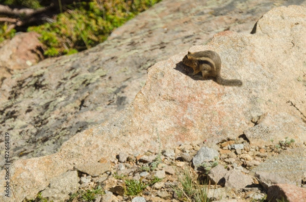 Obraz A ground squirrel peeks over a large rock.
