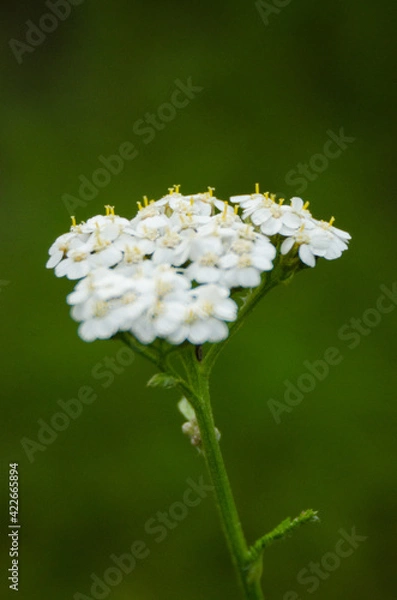 Obraz White flower with small petals.
