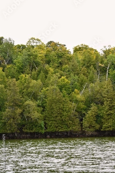 Obraz river in the woods