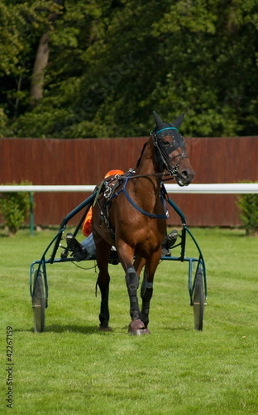 Obraz cheval de course