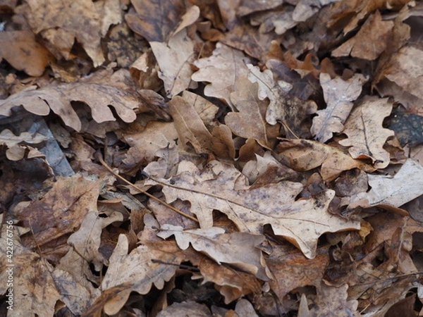 Fototapeta OLYMPUS DIGITAL CAMERA