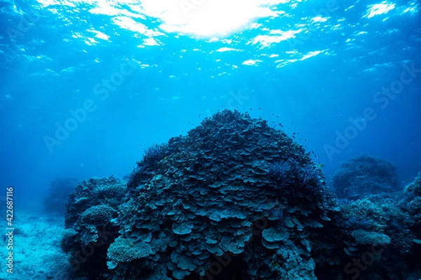 Fototapeta 石垣島の美しい珊瑚