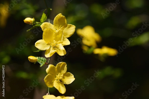 Fototapeta ヤマブキの花